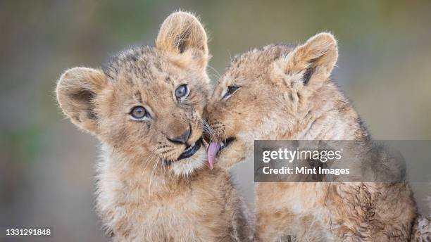 two lion cubs, panthera leo, sit together, one licks the other - südafrika tiere stock-fotos und bilder