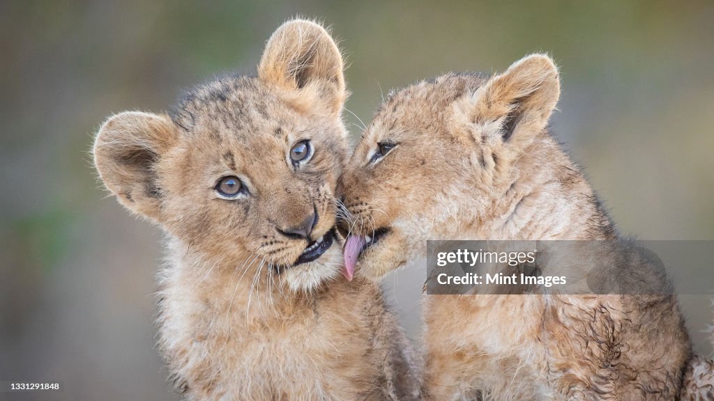 Two lion cubs, Panthera leo, sit together, one licks the other