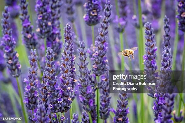 bee in flight in between the lavender plants on whidbey island, washington state - lavanda foto e immagini stock