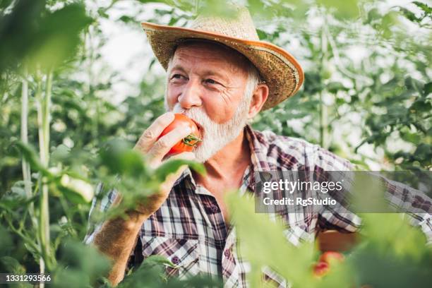 senior farmer probiert eine frische tomate während der ernte - tomato harvest stock-fotos und bilder