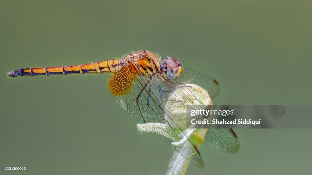 Dragonfly - Singapore Red Slider