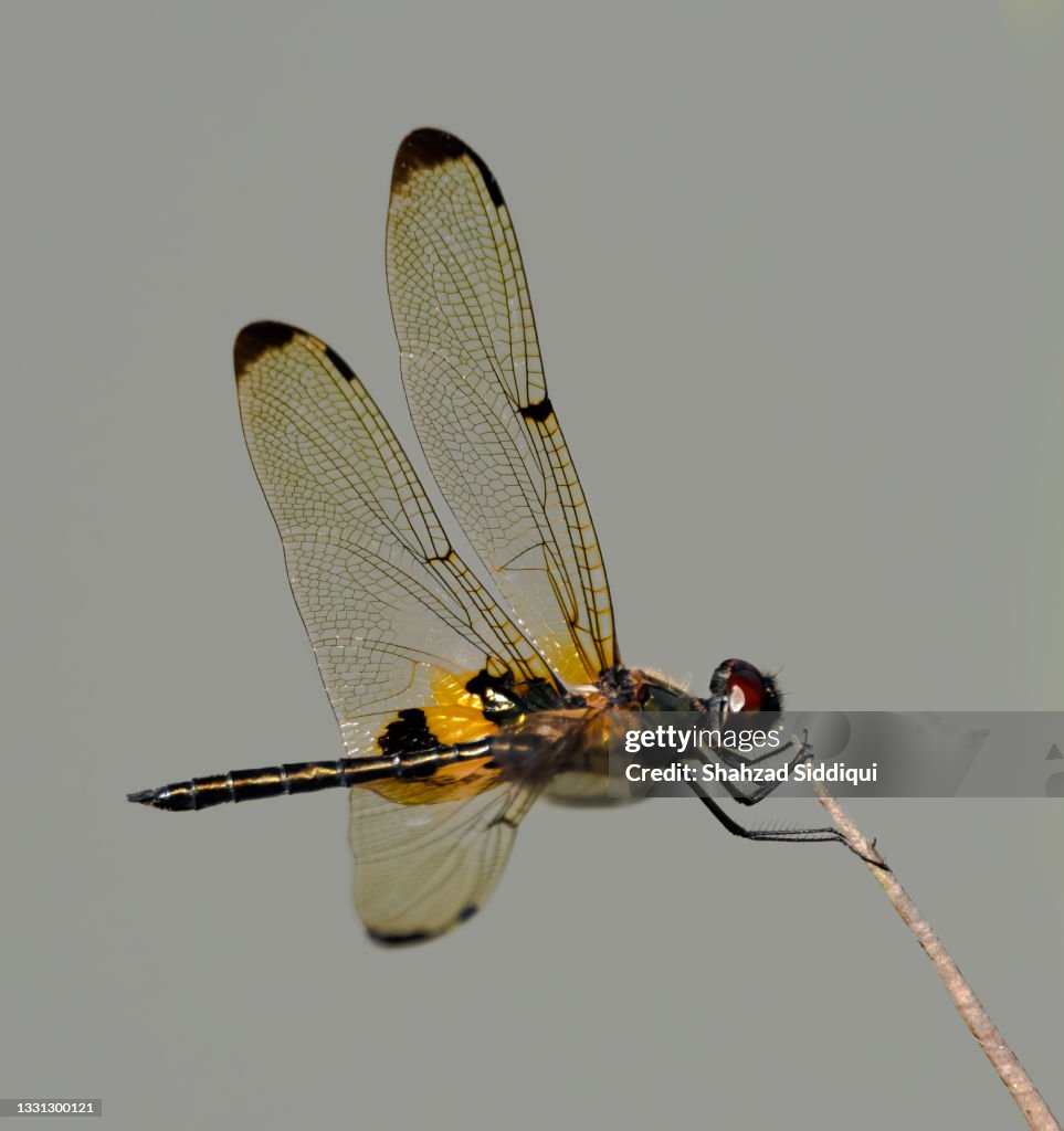 Dragonfly - Singapore Yellow Stripe