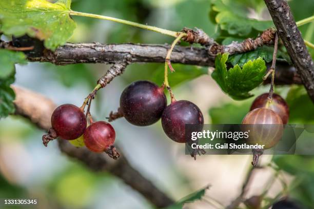 jostaberries - stachelbeere stock-fotos und bilder