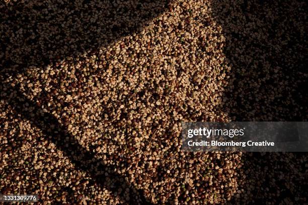 coffee beans - rohe kaffeebohne stock-fotos und bilder