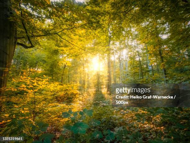 trees in forest during autumn,hannover,germany - lower saxony stock pictures, royalty-free photos & images