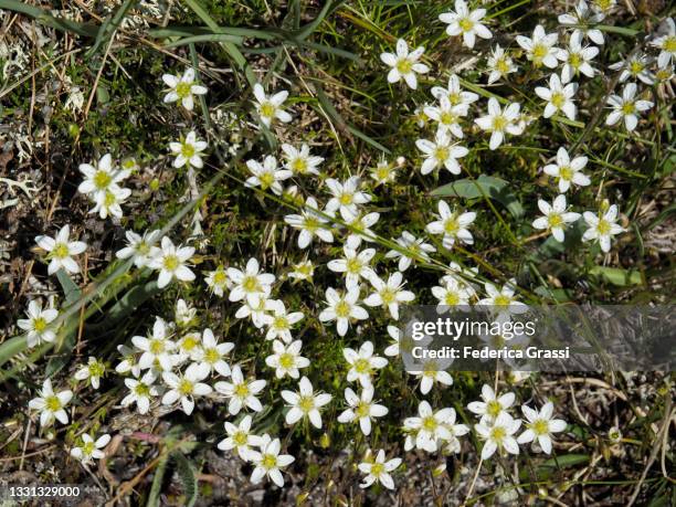 Spring Sandwort 235 Sandwort Stock Photos, High-Res Pictures, and Images - Getty Images