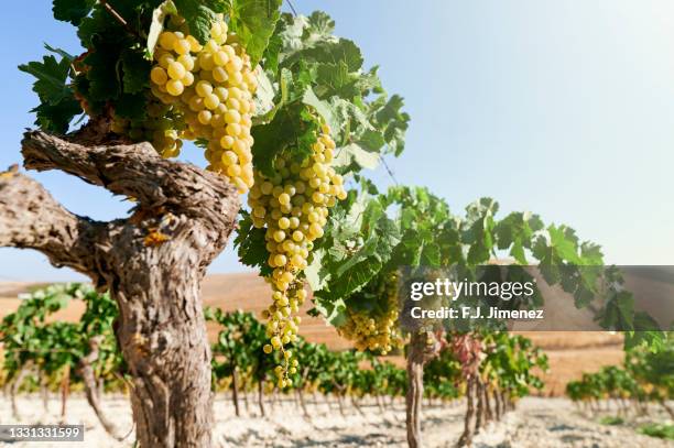 vine with white grapes for wine - grapes on vine stockfoto's en -beelden
