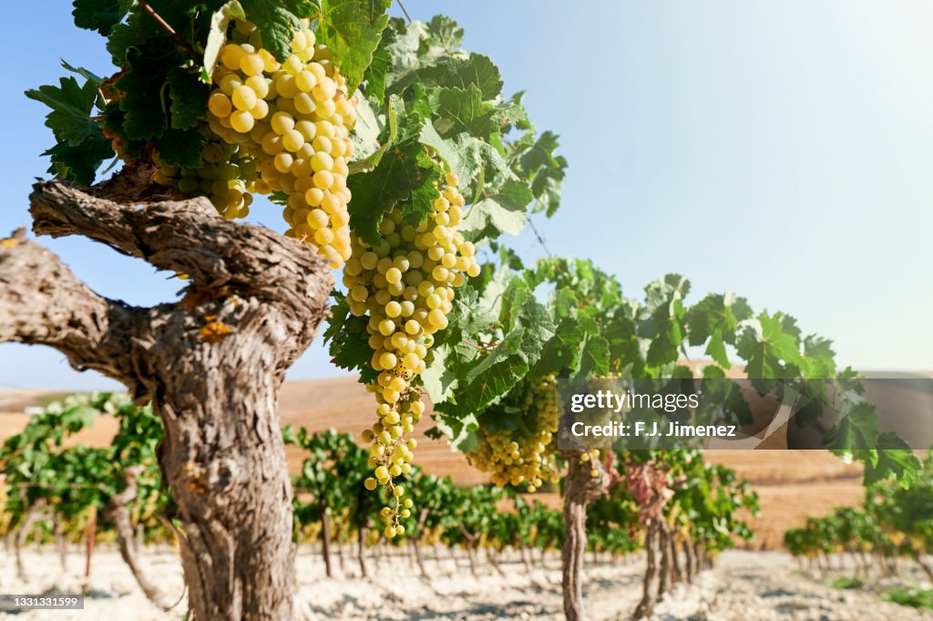 Vine with white grapes for wine