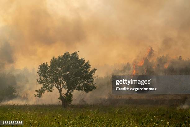 forest fire in manavgat, antalya, turkey - slash and burn stockfoto's en -beelden