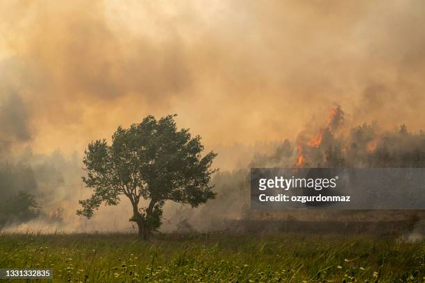 forest fire in manavgat, antalya, turkey - forest fire plane stock pictures, royalty-free photos & images