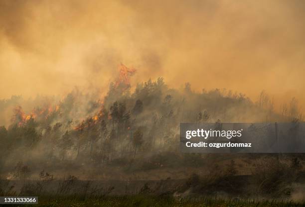 forest fire in manavgat, antalya, turkey - slash and burn stockfoto's en -beelden