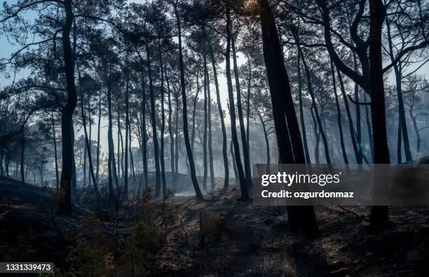 forest fire in manavgat, antalya, turkey - tree silhouette stock pictures, royalty-free photos & images