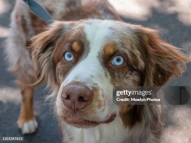 blue-eyed dog portrait 002 - blue eyes stock pictures, royalty-free photos & images
