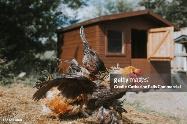 aggressive roosters fight - つつく ストックフォトと画像