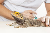 The doctor veterinarian herpetologist makes a syringe injection inoculation of a Bearded Dragon (Agama lizard).
