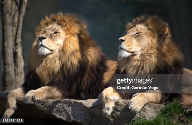 two male lions friends chilling bathing in the sun - könig königliche persönlichkeit stock-fotos und bilder