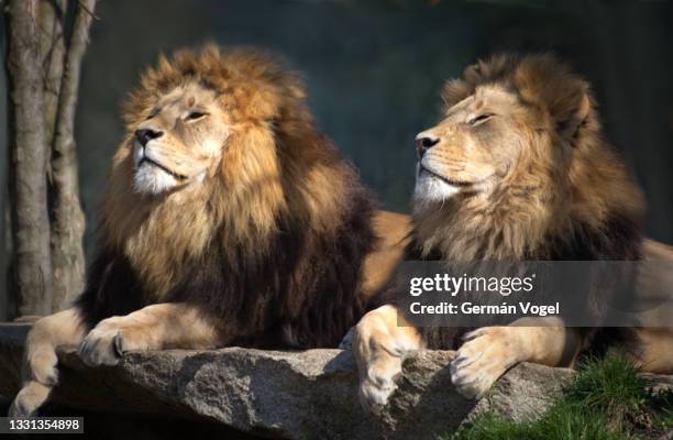 two male lions friends chilling bathing in the sun - 皇族・王族 個照片及圖片檔