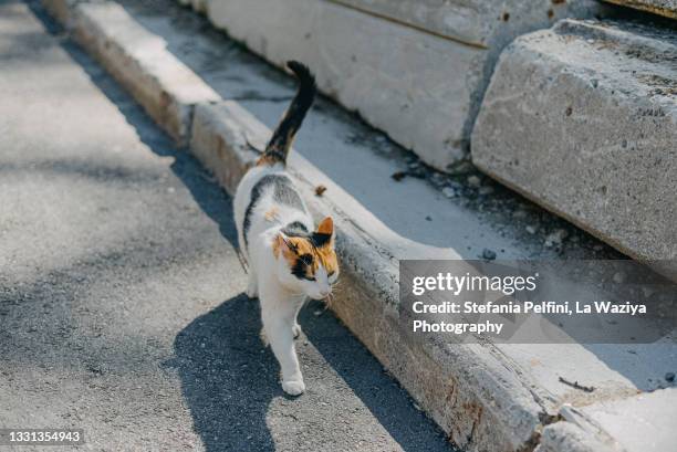calico cat walking on a cemented road - stray animal stock-fotos und bilder