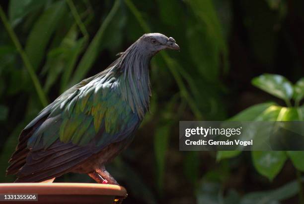 nicobar tropical pigeon from indonesia - dodo fotografías e imágenes de stock