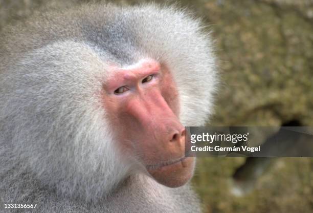 hamadryas baboon face close-up, looking away - angry monkey stock pictures, royalty-free photos & images
