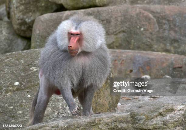 hamadryas baboon among rocks, full body view - male baboon stock pictures, royalty-free photos & images