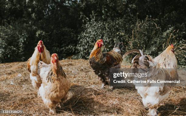 roosters and hens in a sunny farmyard - organic farm stock pictures, royalty-free photos & images