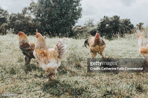 four roosters on grass - organic farm stock pictures, royalty-free photos & images