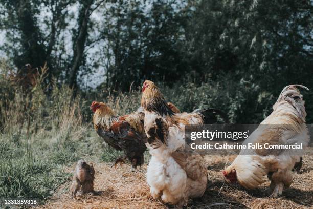 a group of poultry, including roosters, hens and chicks stand outside, scratching and pecking at the ground - organic farm stock pictures, royalty-free photos & images