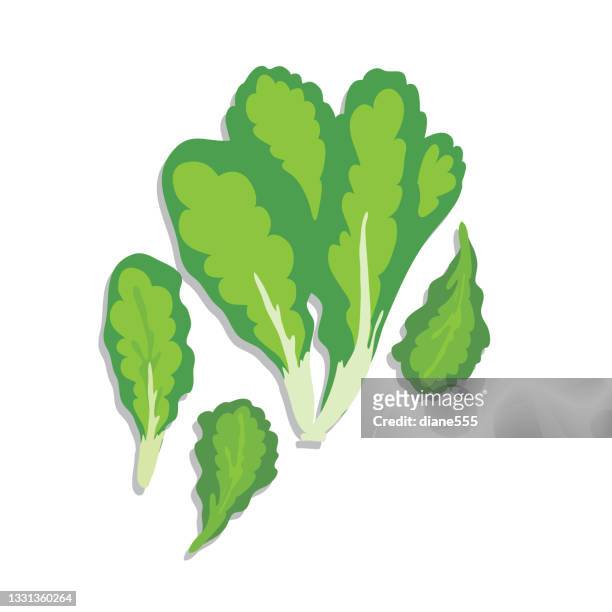 isolated bok choy - chinese cabbage stock illustrations