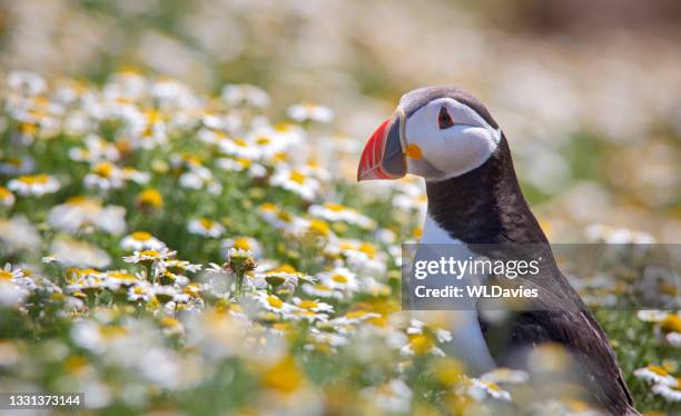 puffin and flowers - animal wildlife stock pictures, royalty-free photos & images