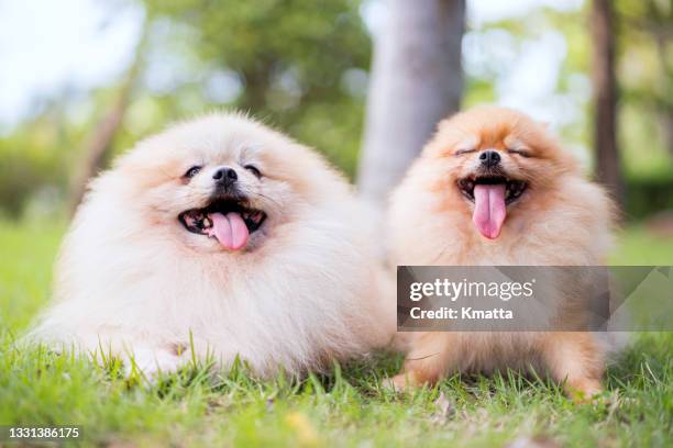 happy pomeranian dogs are smiling and sitting on grass. - pomeranian - fotografias e filmes do acervo