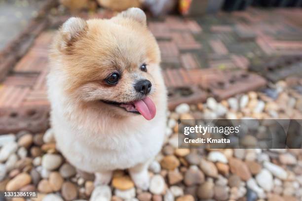 happy pomeranian dog outdoors. - spitz type dog stock pictures, royalty-free photos & images