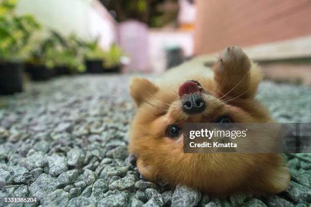 portrait of a cute pomeranian dog laying down and looking at camera. - puppy lying down stock pictures, royalty-free photos & images