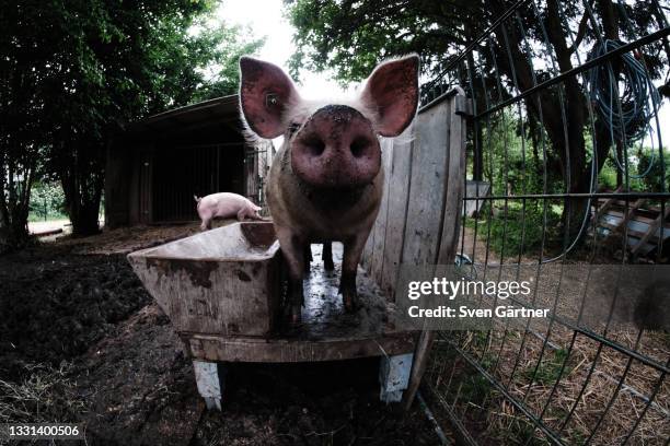 organic pigs - organic farm bildbanksfoton och bilder
