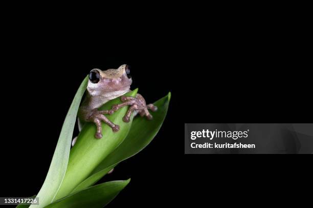 close-up of an australian green tree frog on a plant, indonesia - イエアメガエル ストックフォトと画像