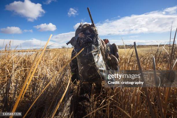 rear view of a man walking through reeds while duck hunting, usa - hunting stock pictures, royalty-free photos & images