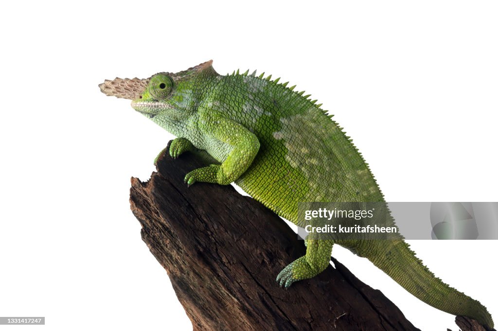 Close-up of a Fischer's Chameleon on a branch Indonesia