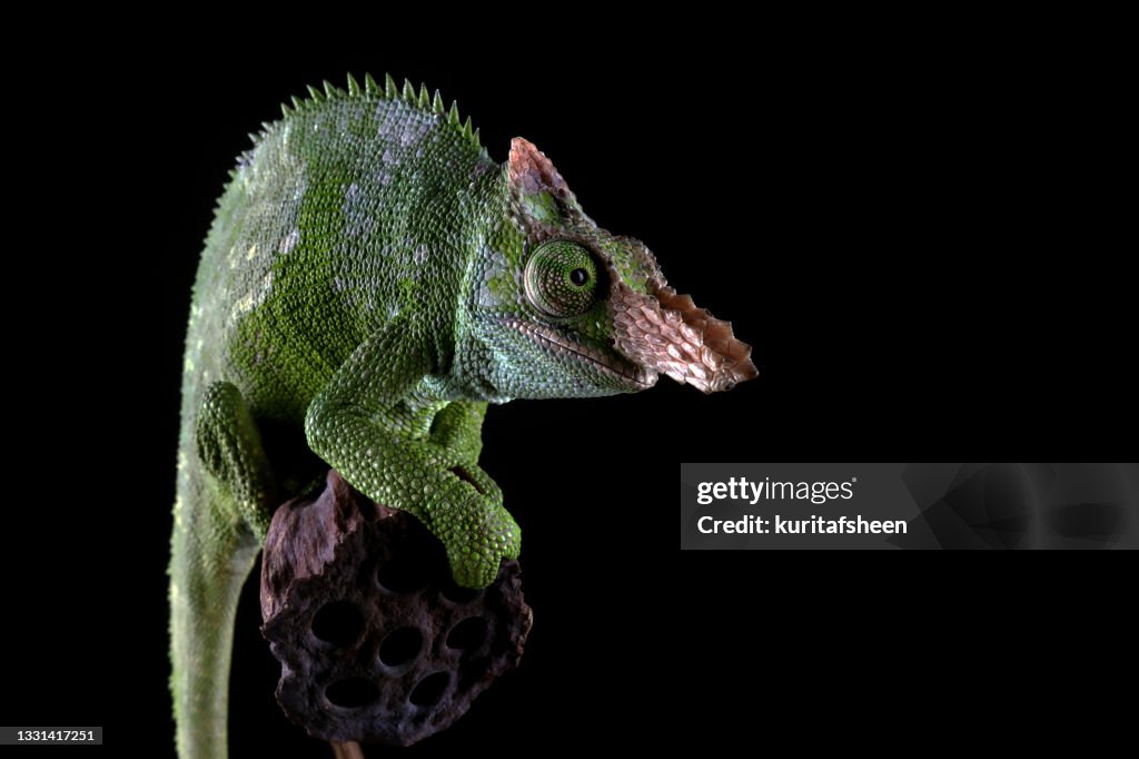 Close-up of a Fischer's Chameleon on a flower, Indonesia