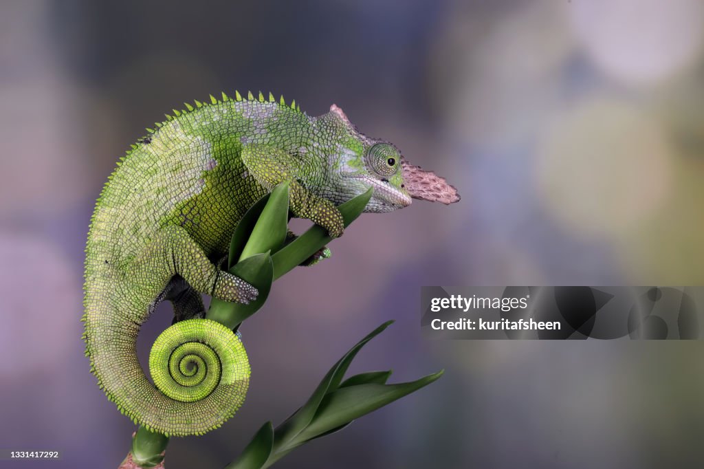 Close-up of a Fischer's Chameleon on a plant, Indonesia
