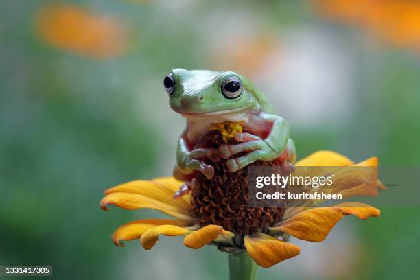 australian green tree frog sitting on a  flower head hugging the flower bud, indonesia - イエアメガエル ストックフォトと画像