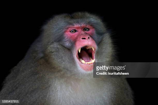 portrait of a japanese macaque monkey snarling, indonesia - japanese macaque stock pictures, royalty-free photos & images