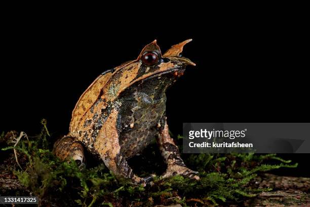 malayan horned frog on a mossy rock, indonesia - horned frog stock pictures, royalty-free photos & images