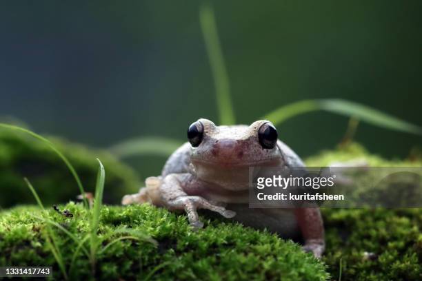 close-up of an australian green tree frog on moss, indonesia - イエアメガエル ストックフォトと画像
