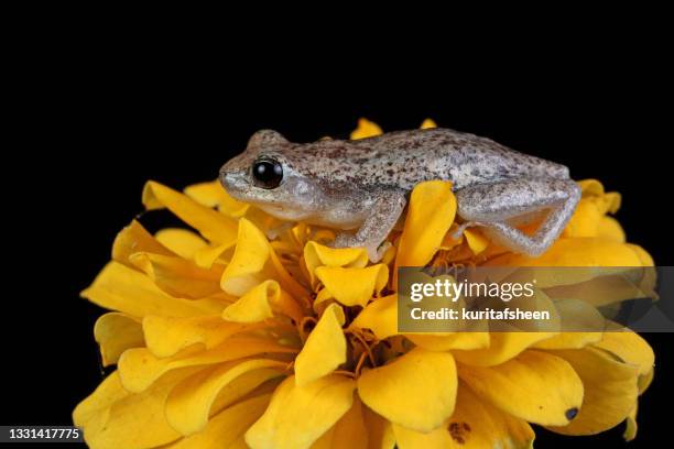 close-up of an australian green tree frog on a yellow flower, indonesia - イエアメガエル ストックフォトと画像