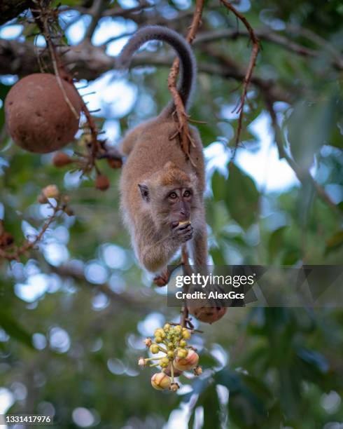 monkey on a cannonball tree eating berries, malaysia - cannonball tree stock pictures, royalty-free photos & images