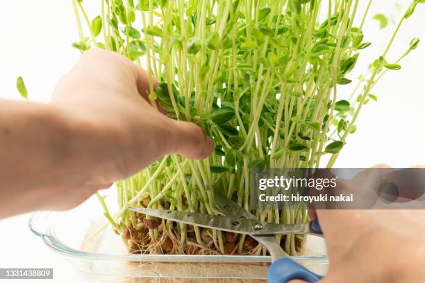 bean seedling - taugé stockfoto's en -beelden