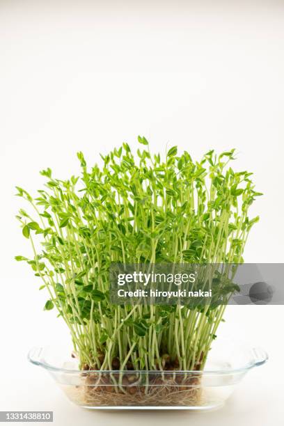 bean seedling - bean sprouting stock pictures, royalty-free photos & images