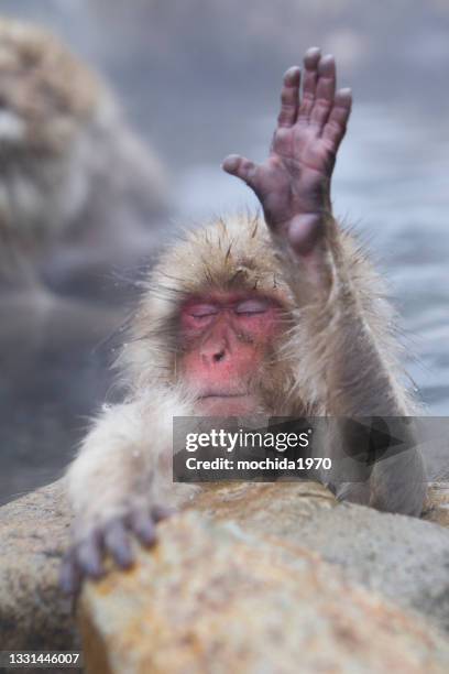 snow monkey - animals stock-fotos und bilder