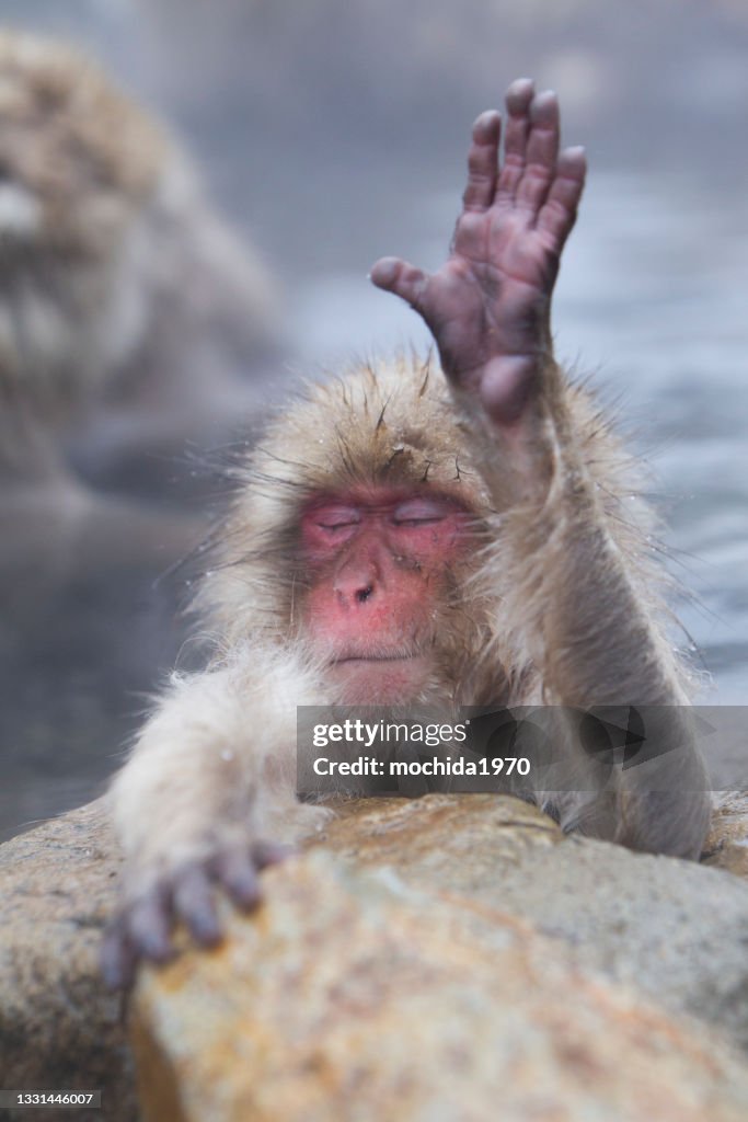 Snow Monkey