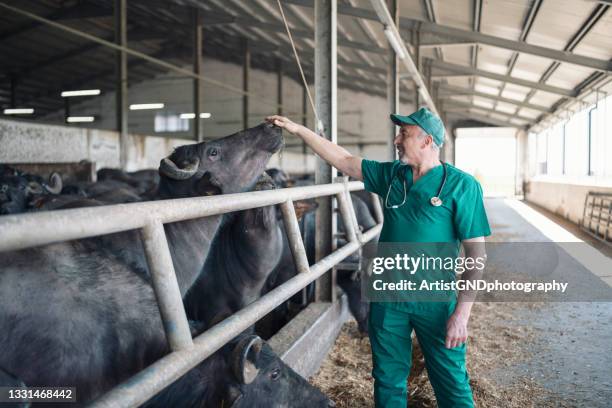 esame veterinario senior per l'allevamento di bovini nell'allevamento - bufalo indiano foto e immagini stock